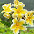 Yellow Plumeria Starter Cutting 10 inch Unrooted Single Head Pack of 25 - Plumeria rubra Tropical Flowering Plant Easy to Grow