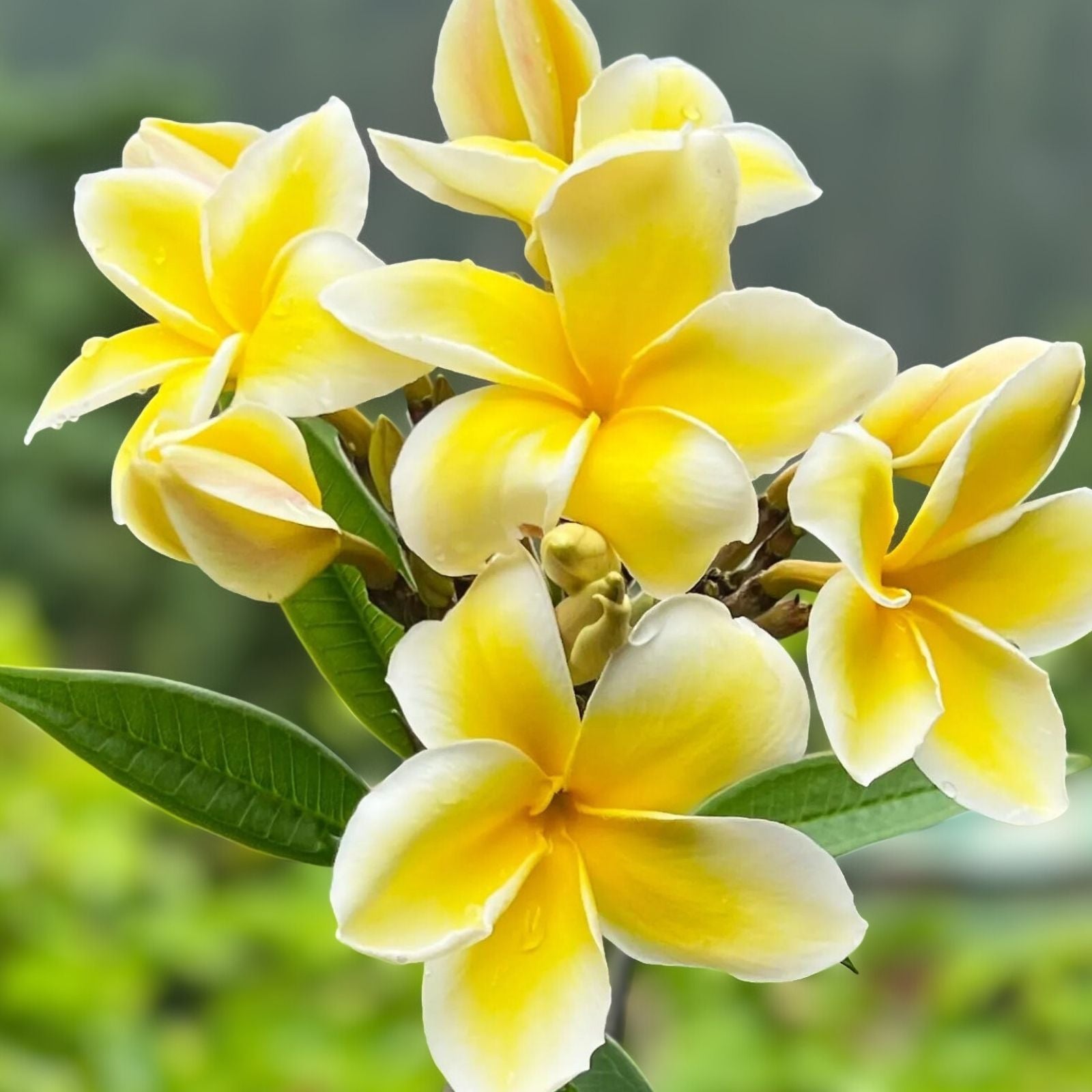 Yellow Plumeria Starter Cutting 10 inch Unrooted Single Head Pack of 25 - Plumeria rubra Tropical Flowering Plant Easy to Grow