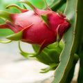 Dragon Fruit Cuttings Hylocereus Undatus Pitaya Live Plant Starter 8-14 Inches Clippings for Propagation