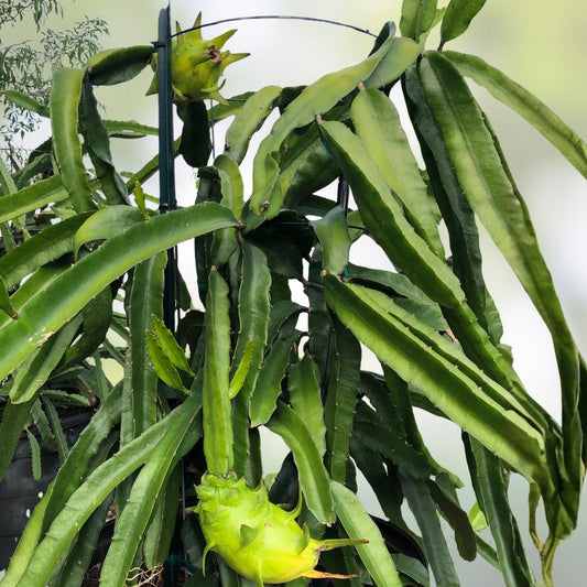 Yellow Dragon Fruit Cutting 8-10 Inch Hylocereus undatus Live Plant Exotic Fruit Starter Houseplant