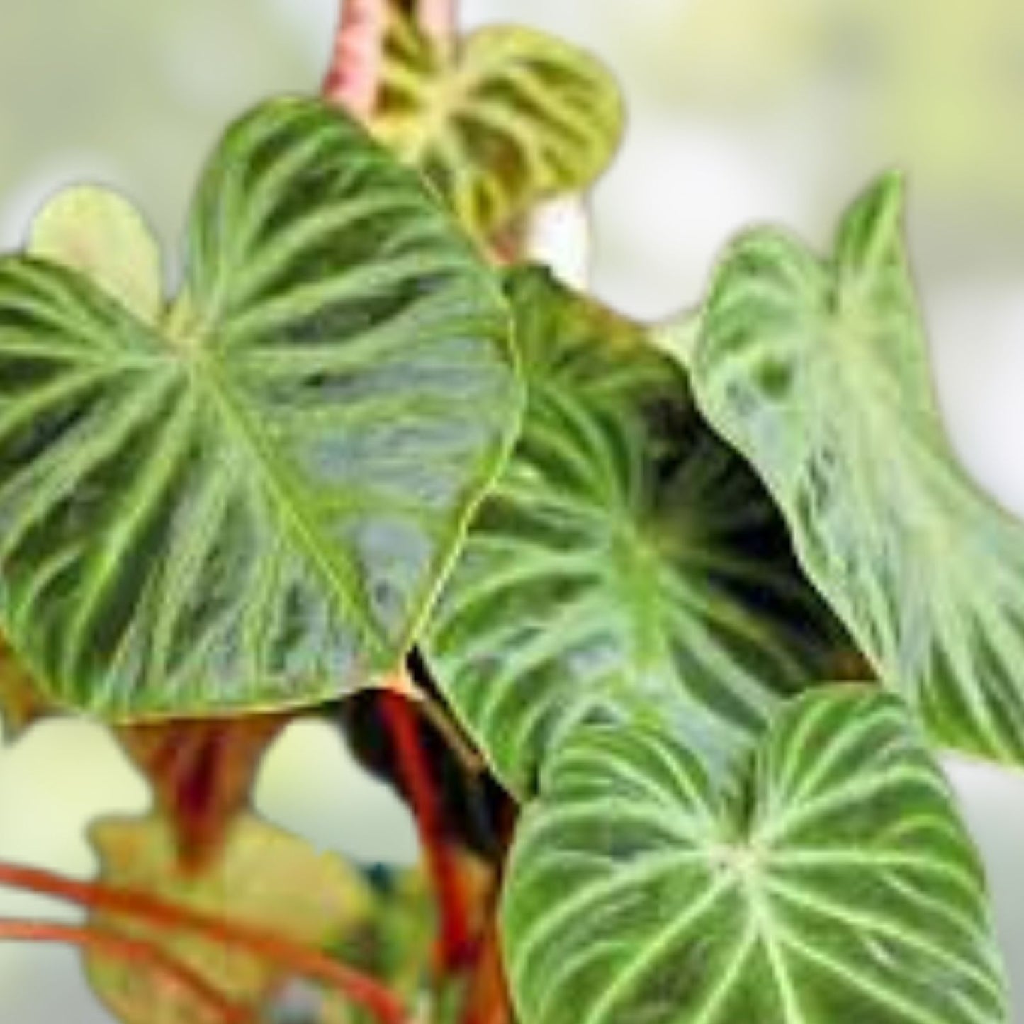 Philodendron Verrucosum Live Plant Cutting – Tropical Indoor Houseplant, Greenhouse, Vivarium, Green Foliage, Rare Botanical