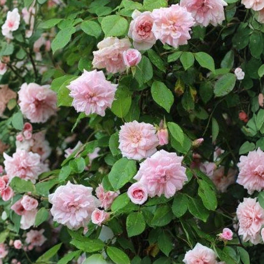 Heirloom Rose Cuttings Cecile Brunner Fragrant Bush Rose Live Plant Starter Bare Root