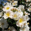 White Climbing Rose Bush Live Plant Sally Holmes Rosa Fragrant Disease-Resistant Garden Rose