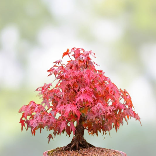 Japanese Red Maple Bonsai Seeds, 30+ Acer palmatum Seeds for Bonsai & Japanese Gardens