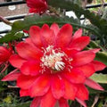 Epiphyllum 'Indian Fox' Unrooted Cutting - Rare Orchid Cactus - Exotic Houseplant Propagation Material - BloomHavenNursery
