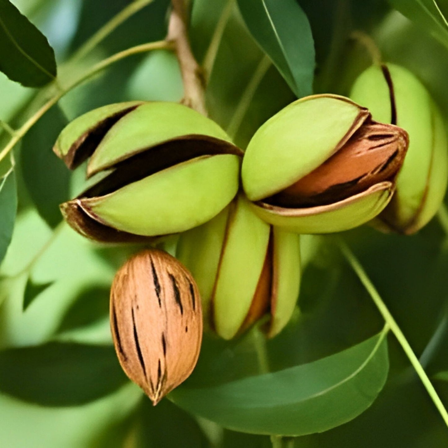 Live Pecan Seedlings 5 Pack Non-Rooted Cuttings Green Pecan Tree Carya illinoinensis Propagation