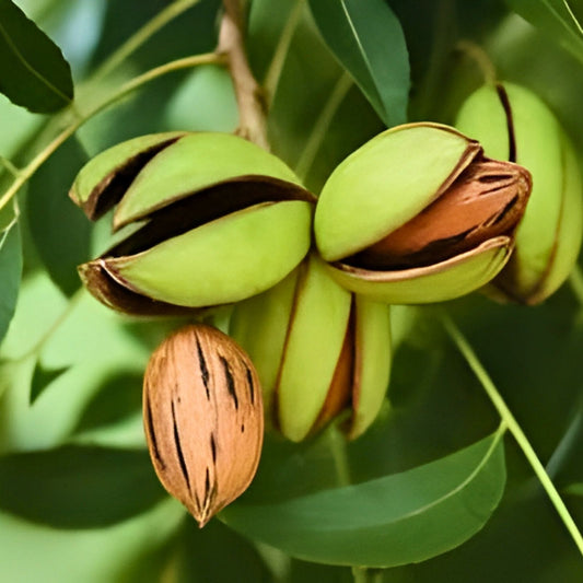 Live Pecan Seedlings 5 Pack Non-Rooted Cuttings Green Pecan Tree Carya illinoinensis Propagation