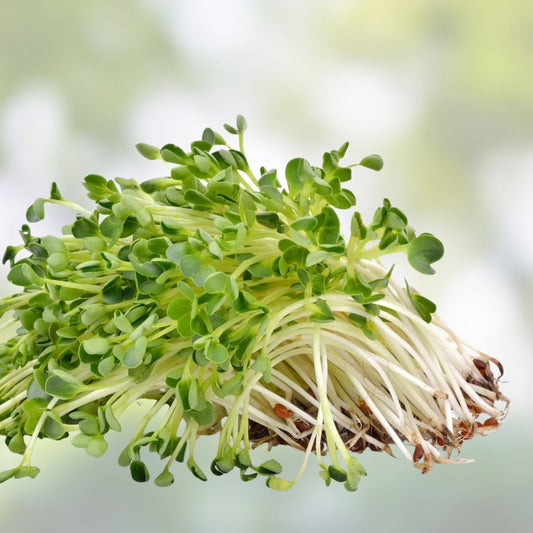 Alfalfa Sprout Seeds 500g Non-GMO Organic Medicago sativa Microgreen Starter Plant for Healthy Sprouting