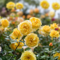 Orange Yellow Rose Bush Arizona AARS Winner 1-2 ft Live Plant, Garden, Landscaping, Rose, Shrub