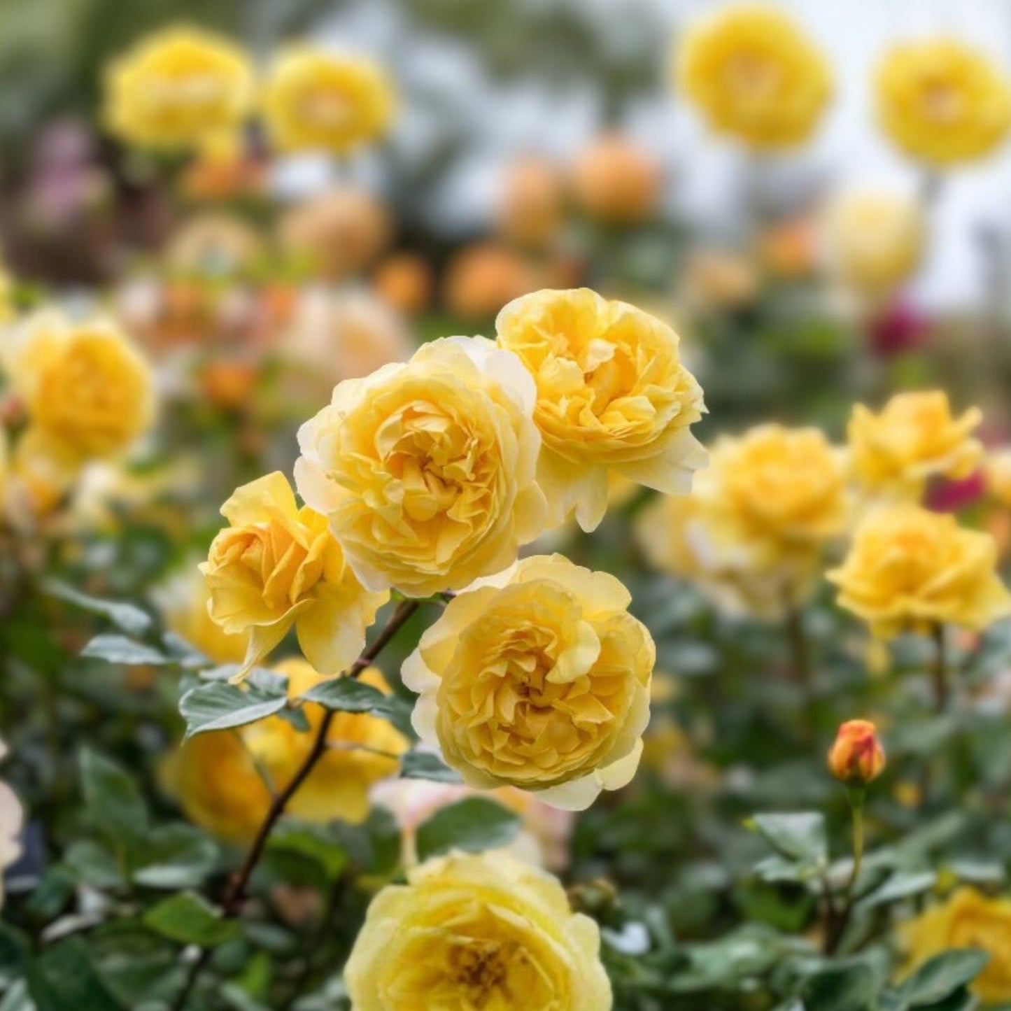 Orange Yellow Rose Bush Arizona AARS Winner 1-2 ft Live Plant, Garden, Landscaping, Rose, Shrub