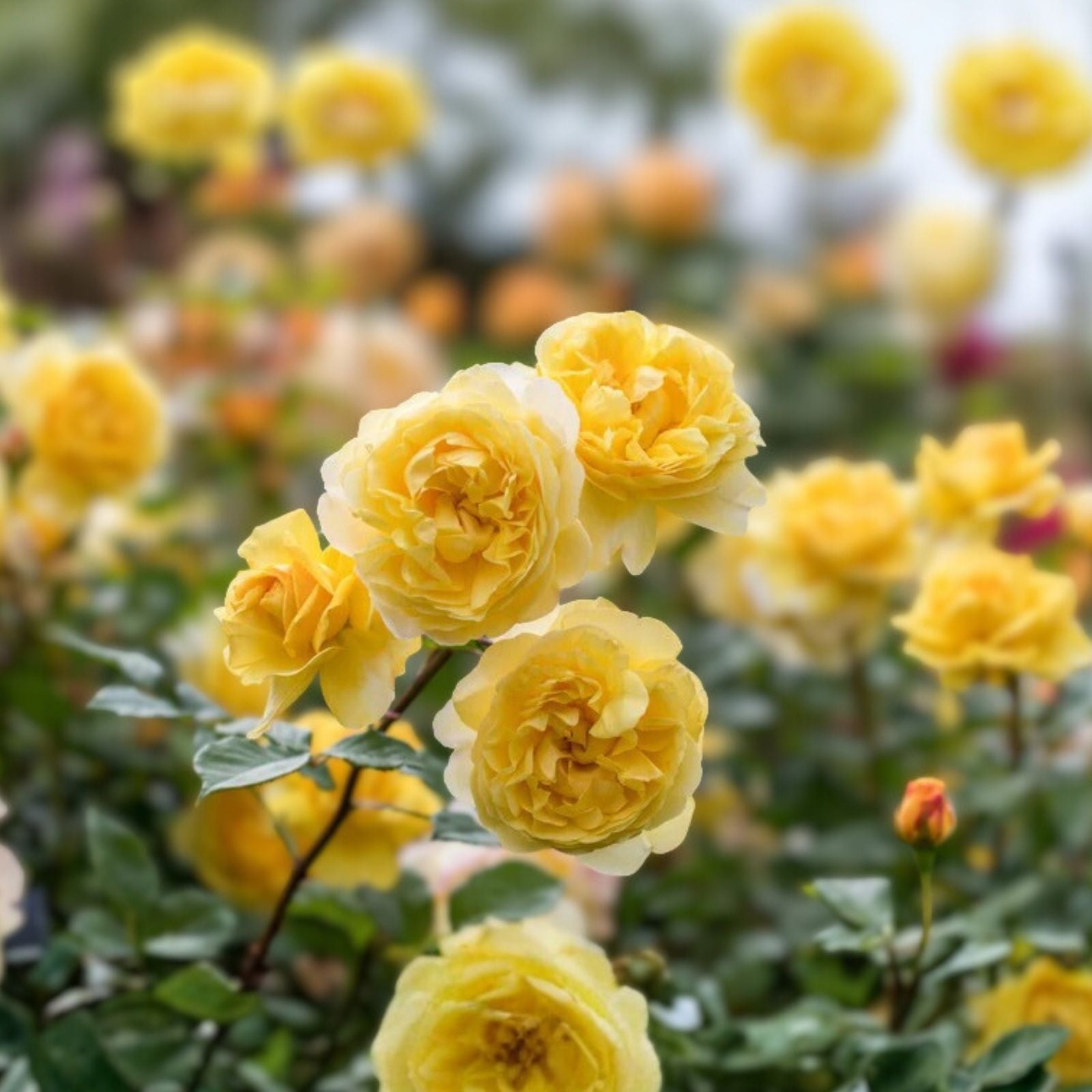 Orange Yellow Rose Bush Arizona AARS Winner 1-2 ft Live Plant, Garden, Landscaping, Rose, Shrub