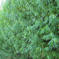 Austree Hybrid Willow Tree Cuttings 10 Pack – Fast Growing Salix × sepulcralis for Landscaping and Privacy Screening