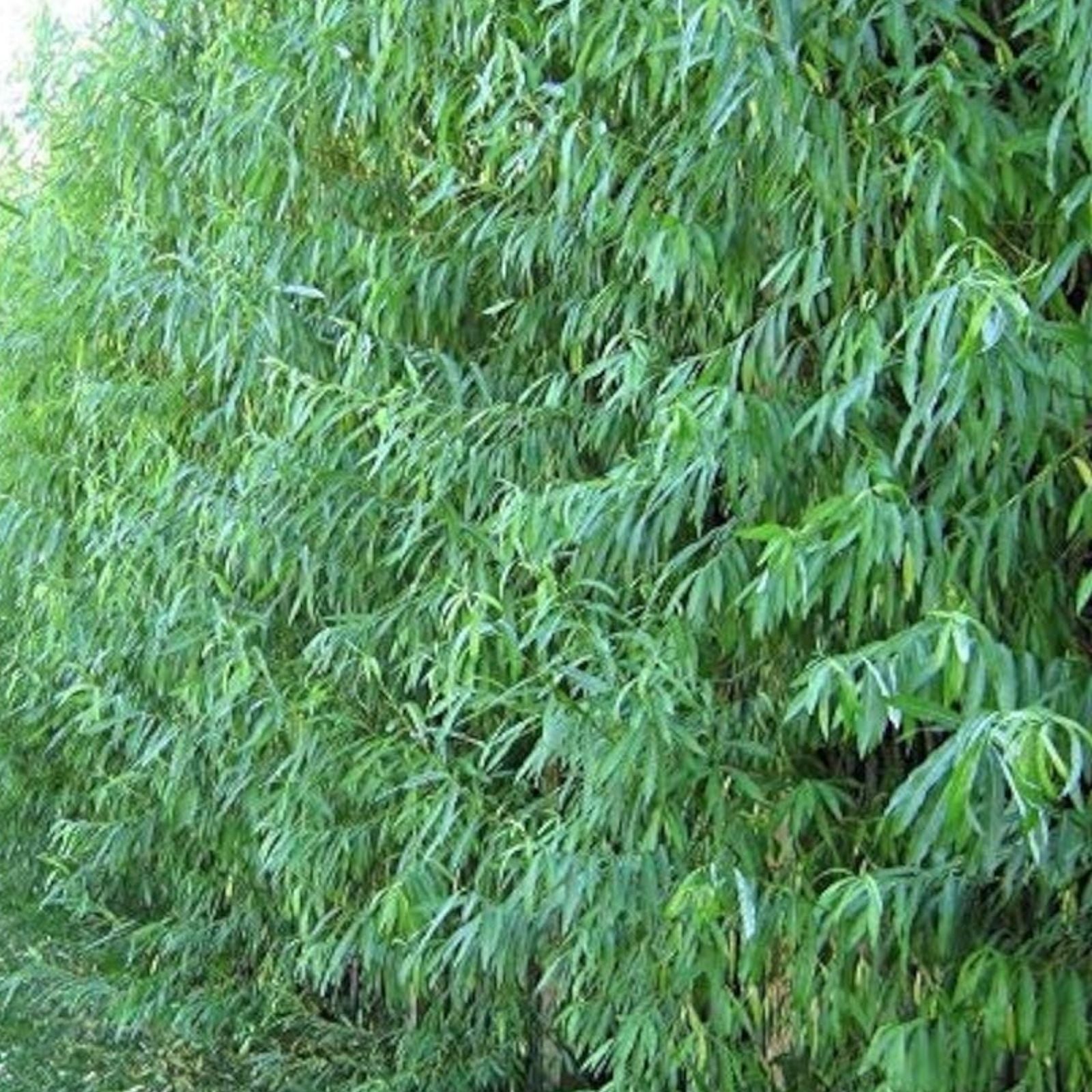 Austree Hybrid Willow Tree Cuttings 10 Pack – Fast Growing Salix × sepulcralis for Landscaping and Privacy Screening