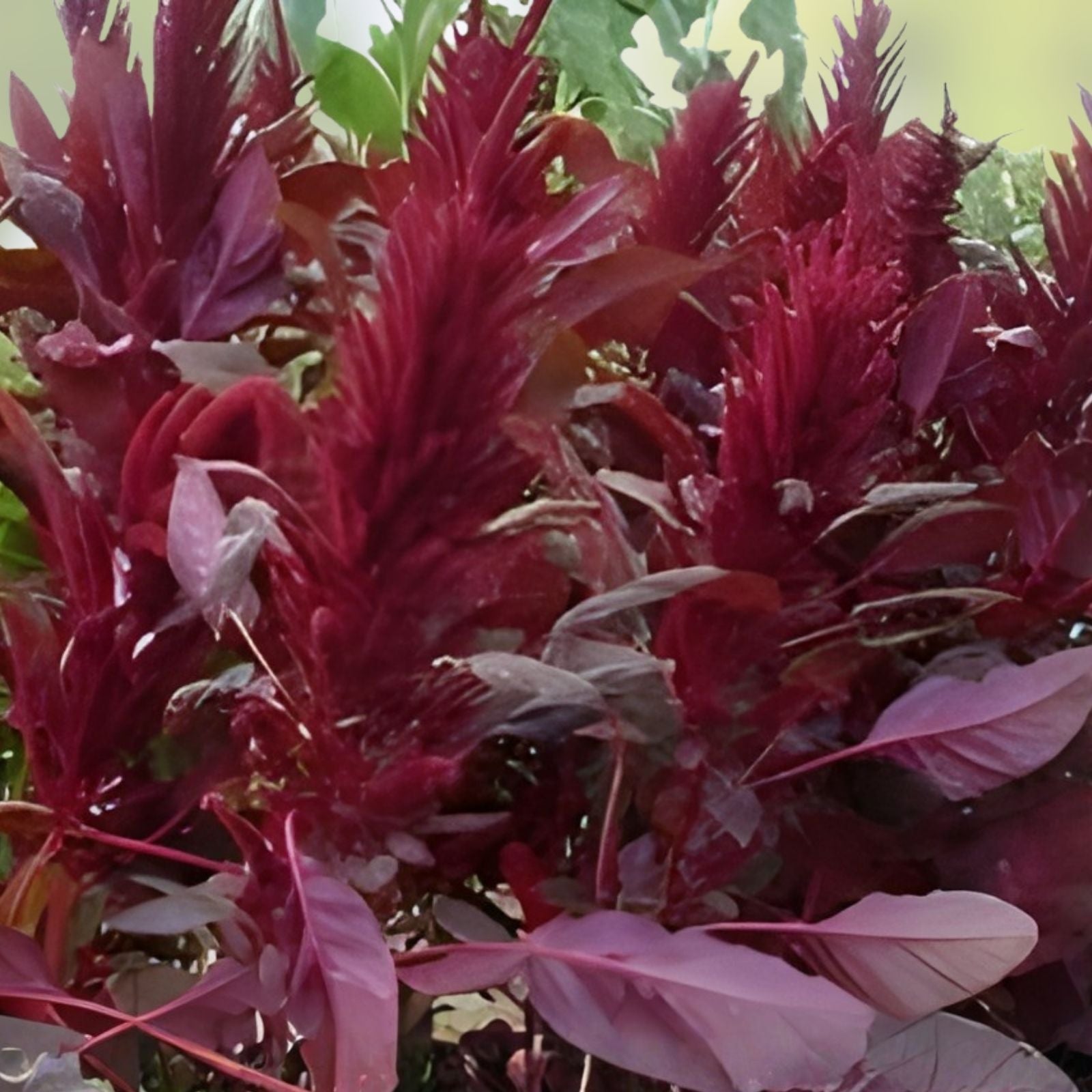 Red Spike Amaranthus Seeds – Organic Amaranthus cruentus Ornamental Flower Seeds – Live Plant, Cutting, Bare Root, Starter Plant