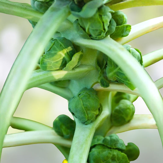 Heirloom Pea Seeds Thomas Laxton Non-GMO Vegetable Garden Starter Pack 100+ Seeds