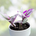 Tradescantia Nanouk Cutting, Lilac Wandering Jew Houseplant, Indoor Plant, Easy Care, 2" or 4" Pot