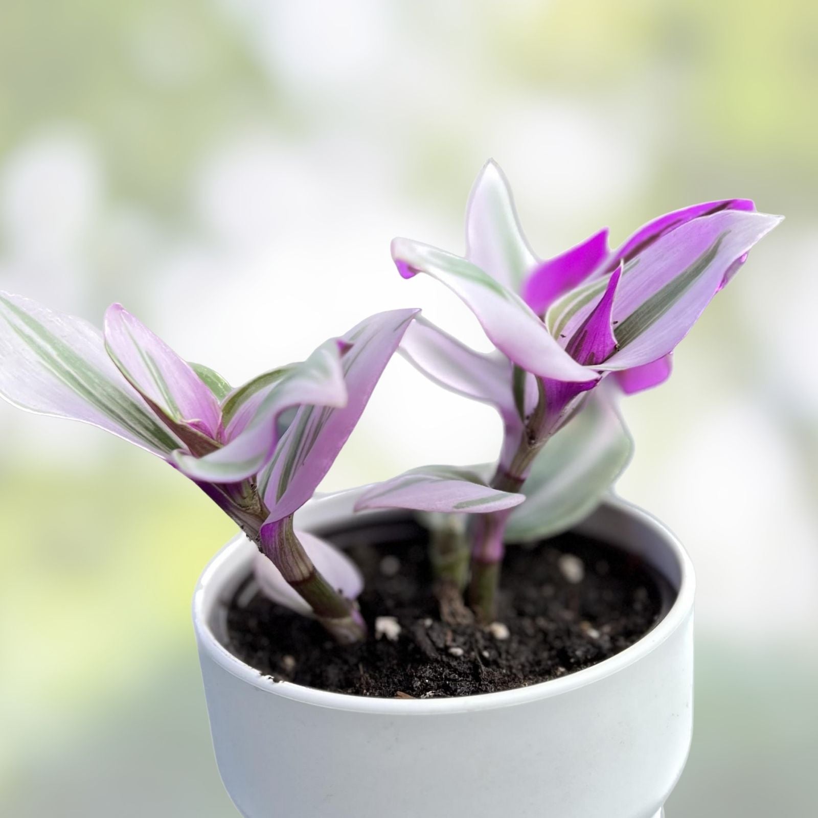 Tradescantia Nanouk Cutting, Lilac Wandering Jew Houseplant, Indoor Plant, Easy Care, 2" or 4" Pot