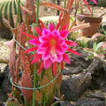 Epiphyllum 'Grand Baroque' Rooted Cutting - Rare Orchid Cactus Houseplant, Unique Succulent Variety, Fresh Stock