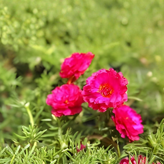 Moss Rose Cuttings Deep Pink Portulaca Grandiflora Succulent Plant Propagation Live Starter Plant
