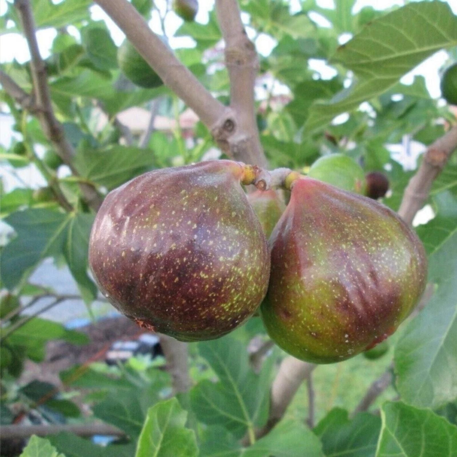 Fig Tree Cuttings Malta Black Ficus carica Cold Hardy Live Plant Starter Pack Zone 6-11