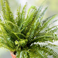 Rooted Fern Plants 25 Varieties, Lush Green Foliage, Indoor Outdoor, Nephrolepis exaltata, Live Houseplant, Starter Plant