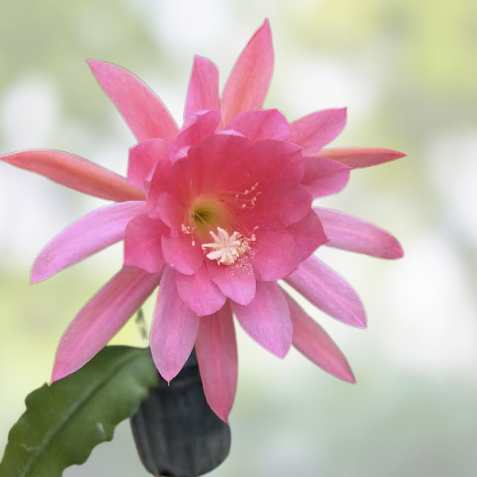 Epiphyllum Orchid Cactus Cutting Plant 6-10 inches | Succulent Indoor Plant | Epiphyllum spp.