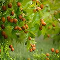 Tsao Jujube Tree Cutting 8" Grafting Scion Ziziphus jujuba Bare Root Live Plant