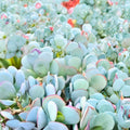 Silver Dollar Jade Succulent Cuttings 3-Pack Crassula arborescens Blue Grey Foliage Red Edges Live Plant Starter