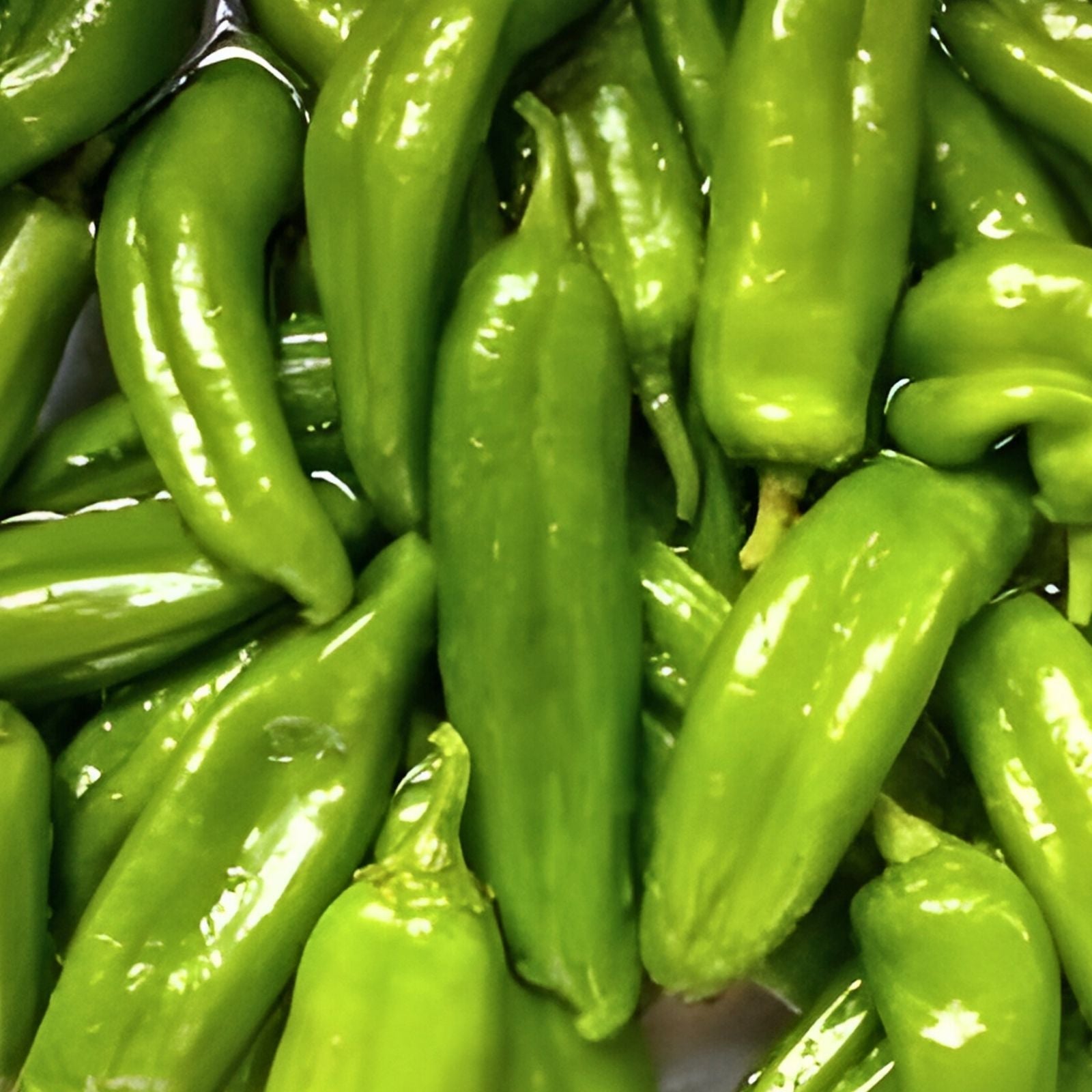 Anaheim Pepper Seeds 500 Count Heirloom Non-GMO Capsicum annuum Vegetable Seeds Mildly Spicy Houseplant Starter