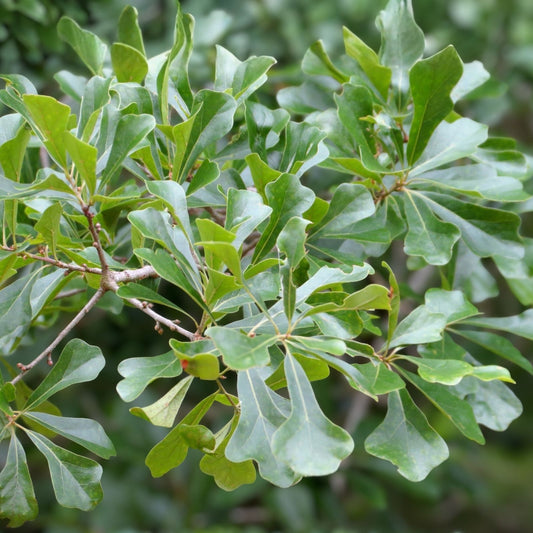 Water Oak Seedlings 10-Pack, Quercus nigra, Native Live Trees, 6-12" Tall, Landscaping, Wildlife Habitat, Bare Root, Starter Plants