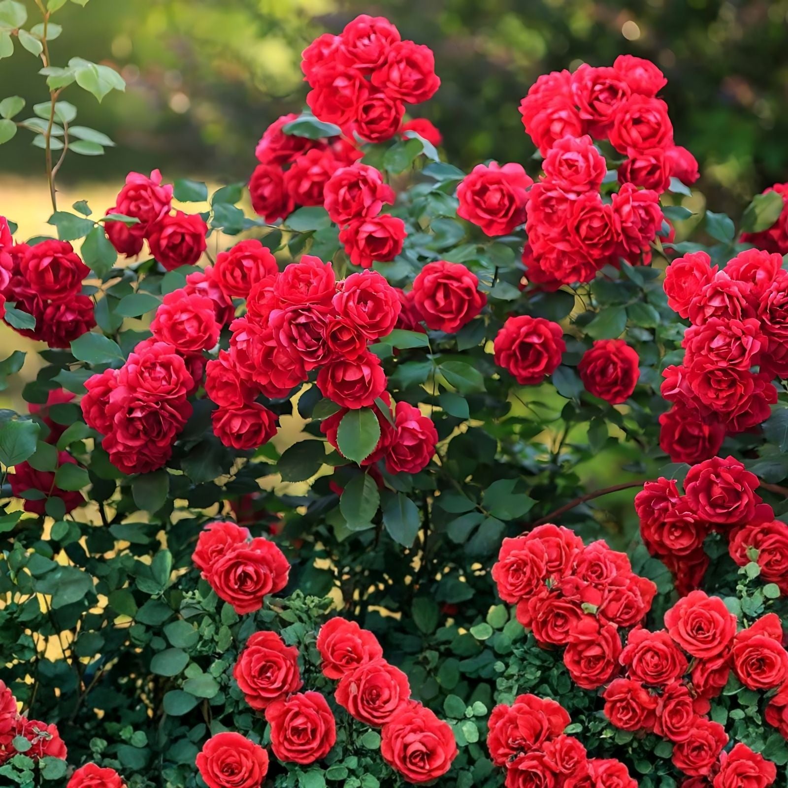True Passion Rose Cuttings - Bright Fiery Red Blooms - Rosa 'True Passion' - Live Garden Plant for Floral Arrangements
