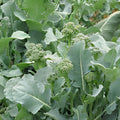 Broccoli Raab Seeds Heirloom Variety 25+ Culinary Herb Brassica rapa Live Plant Cutting Bare Root Starter Plant