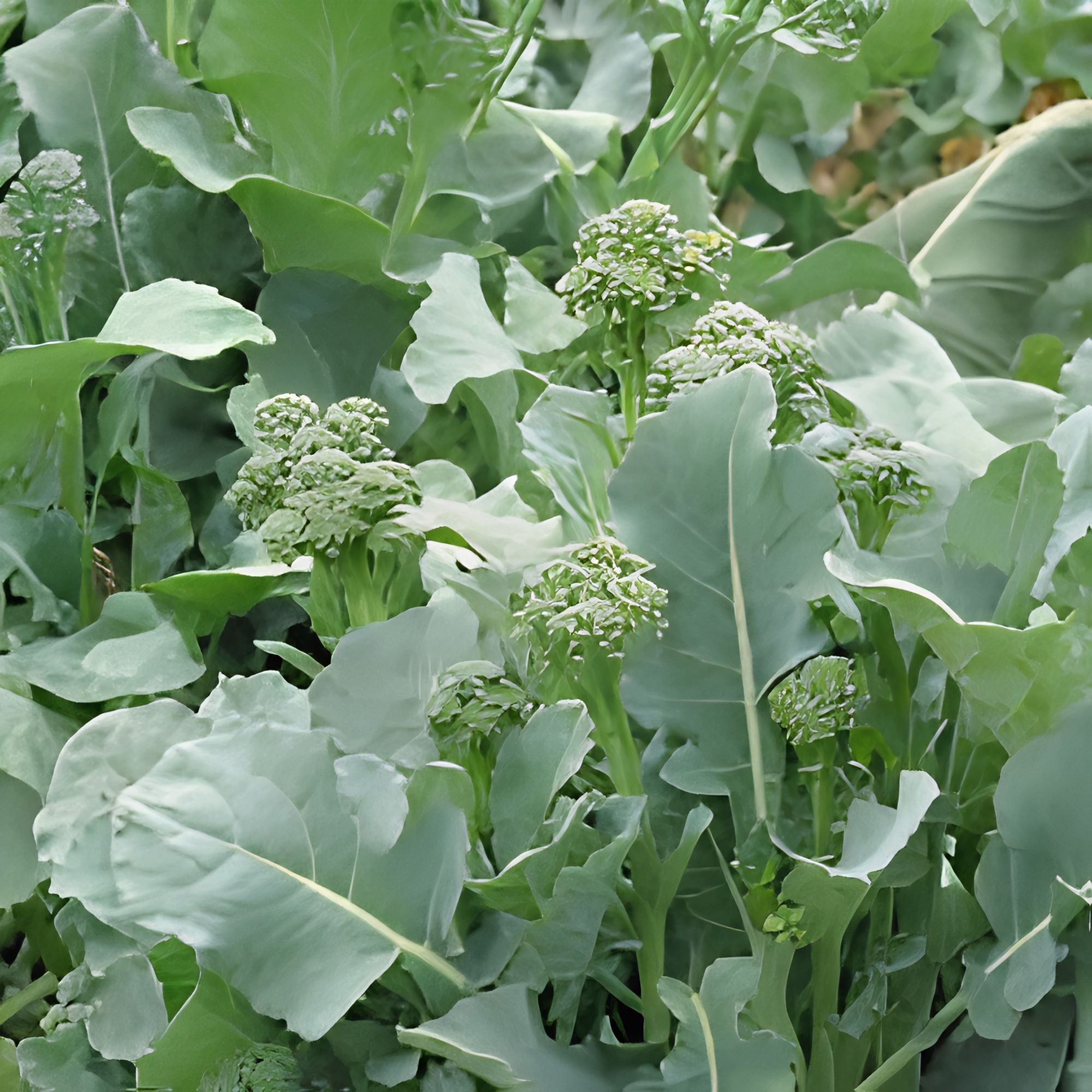 Broccoli Raab Seeds Heirloom Variety 25+ Culinary Herb Brassica rapa Live Plant Cutting Bare Root Starter Plant