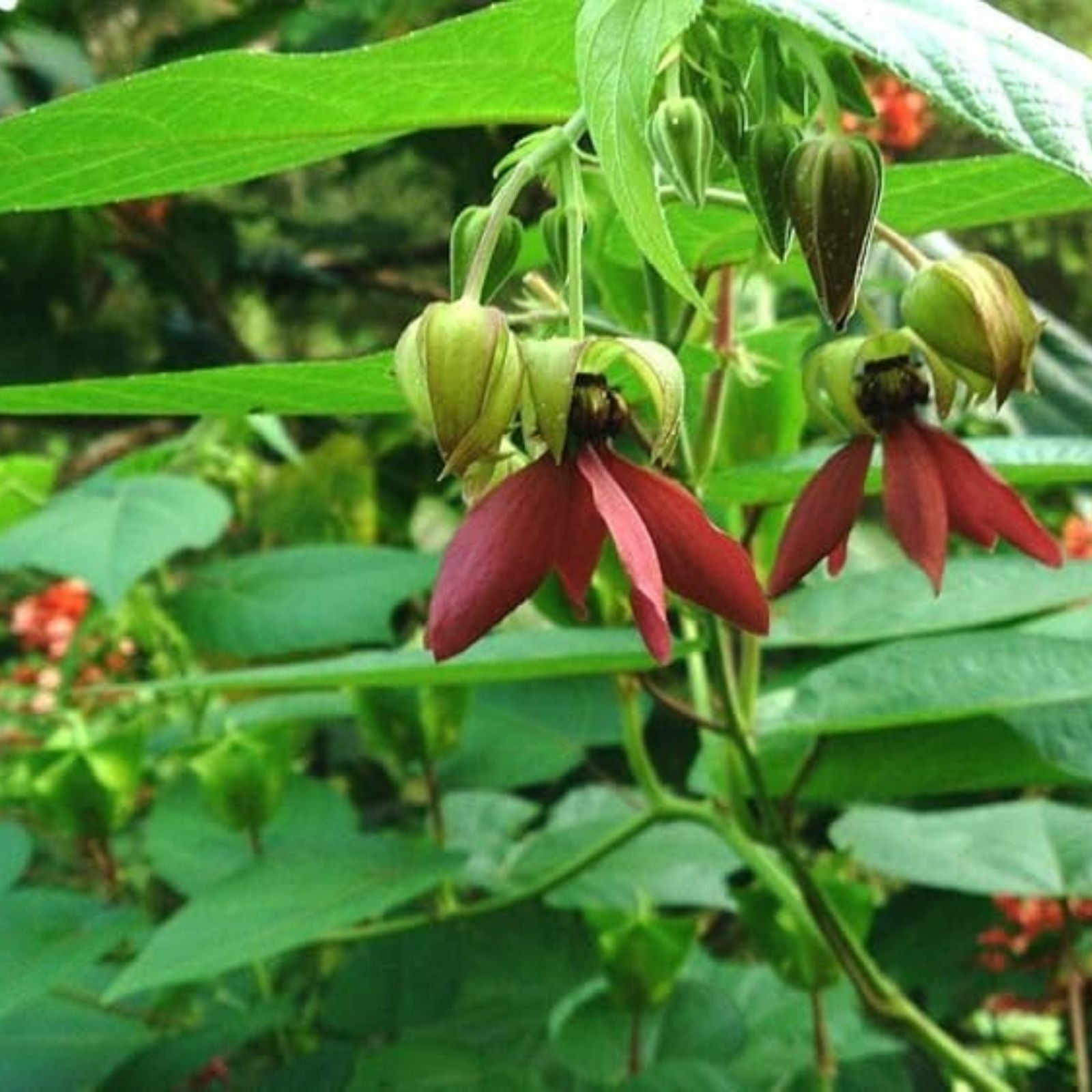 Devils Cotton Seeds 30 Pack – Abroma Augusta Rare Flowering Plant Seeds for Gardening and Landscaping