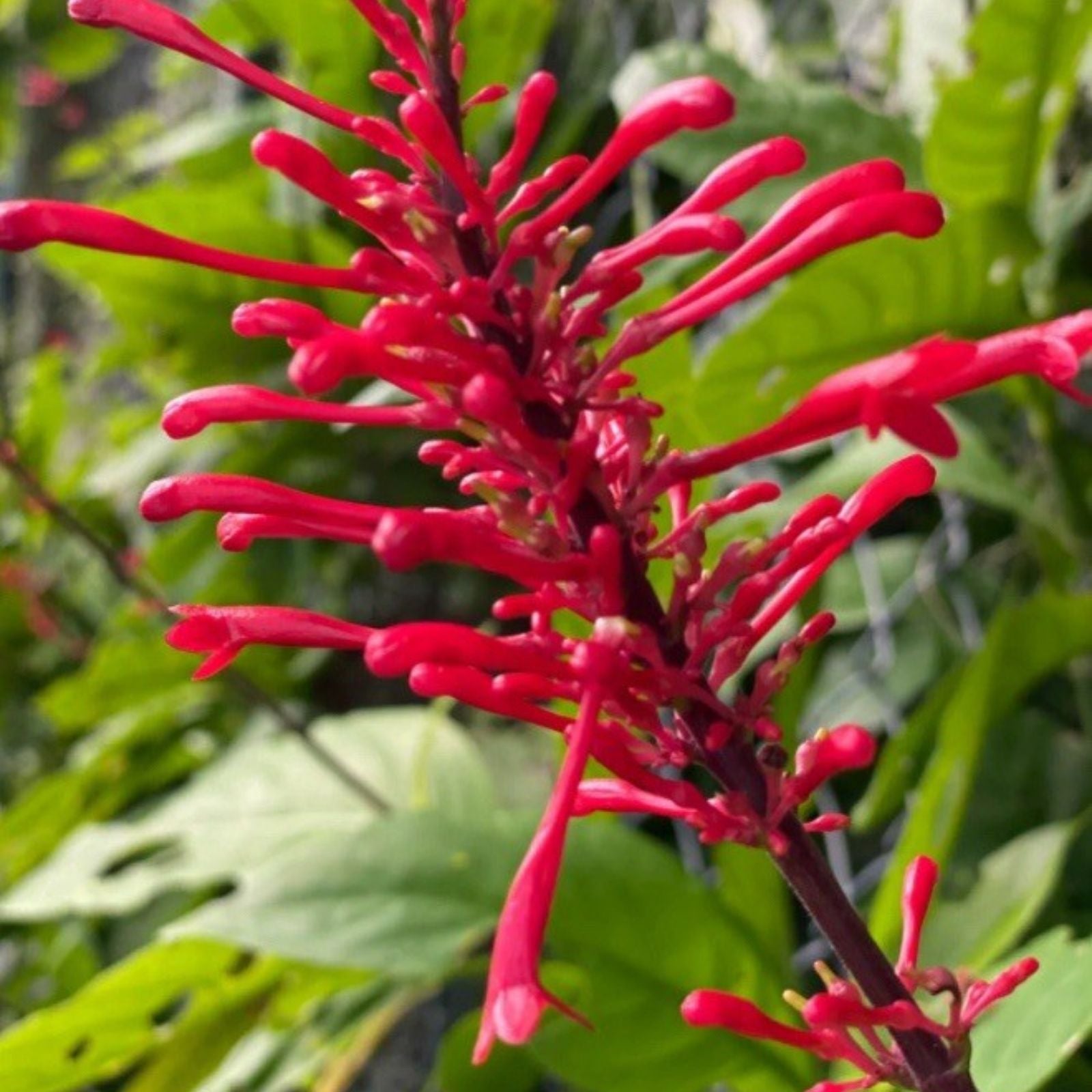 Red Firespike Cuttings 6 Organic Plant Gift for Butterfly and Hummingbird Garden Odontonema callistachyum - Fast Shipping