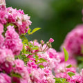 Peggy Martin Thornless Rose Cuttings - Rosa 'Peggy Martin' - Live Plant, Garden, Landscape, 10 Stems