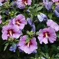 Double Purple Pink Rose of Sharon Cuttings Set of 10 | Hibiscus syriacus Flowering Shrubs for Garden Landscaping