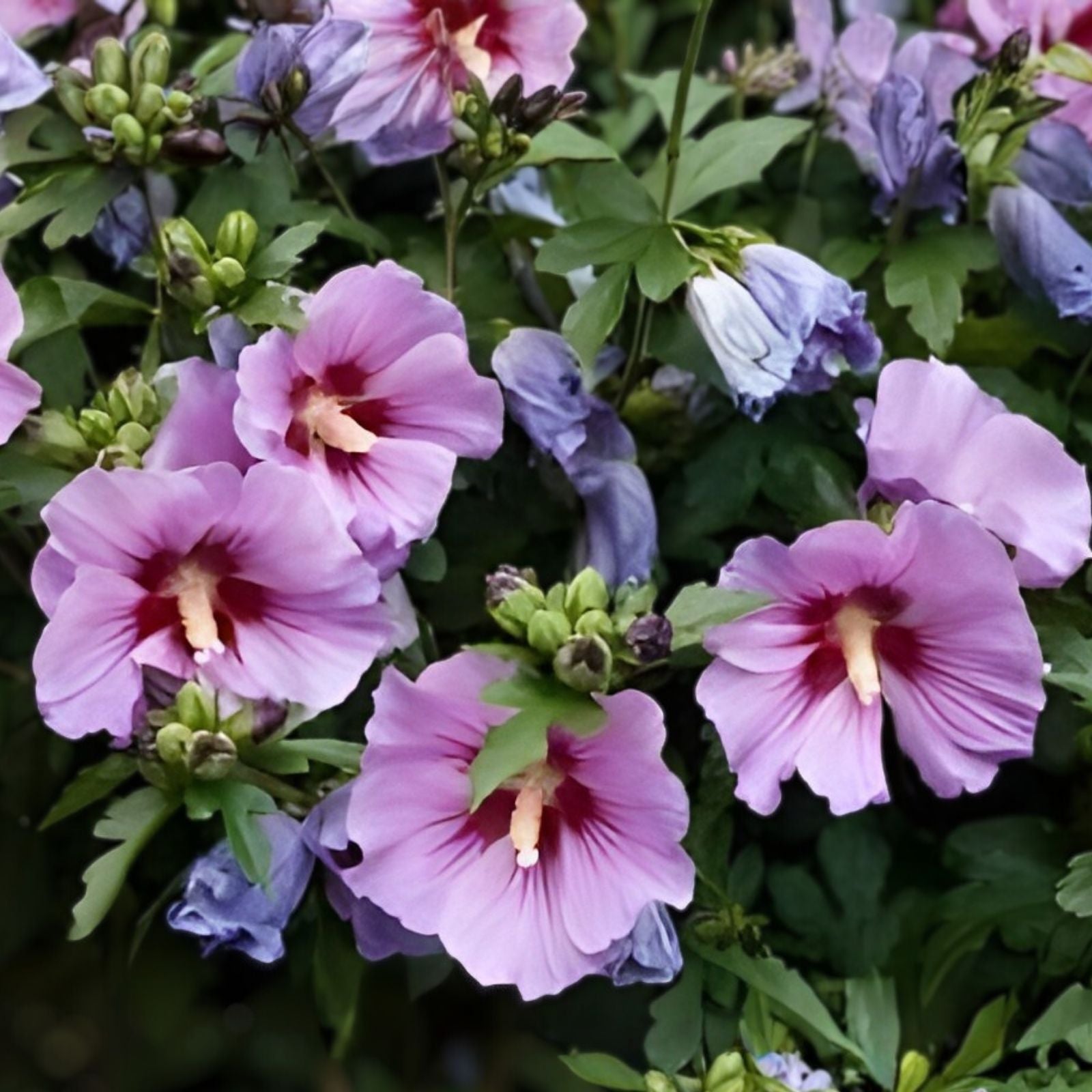 Double Purple Pink Rose of Sharon Cuttings Set of 10 | Hibiscus syriacus Flowering Shrubs for Garden Landscaping