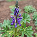 Arroyo Lupine Seeds 25+ | Purple Lupinus succulentus Wildflower Seeds for Garden Landscaping | Live Plant or Cutting