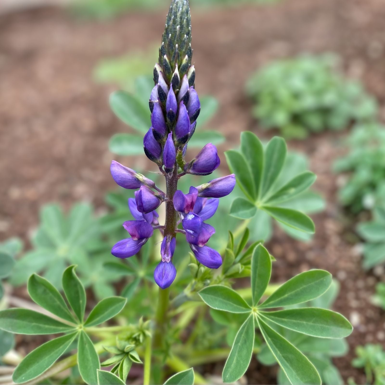 Arroyo Lupine Seeds 25+ | Purple Lupinus succulentus Wildflower Seeds for Garden Landscaping | Live Plant or Cutting