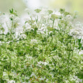 Variegated Ground Elder Live Plants Set of 2 | Aegopodium podagrarium 'Variegatum' | Deer Resistant, Houseplant, Garden Plant