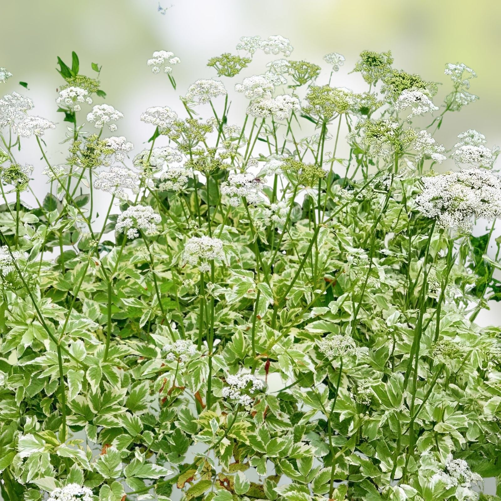 Variegated Ground Elder Live Plants Set of 2 | Aegopodium podagrarium 'Variegatum' | Deer Resistant, Houseplant, Garden Plant