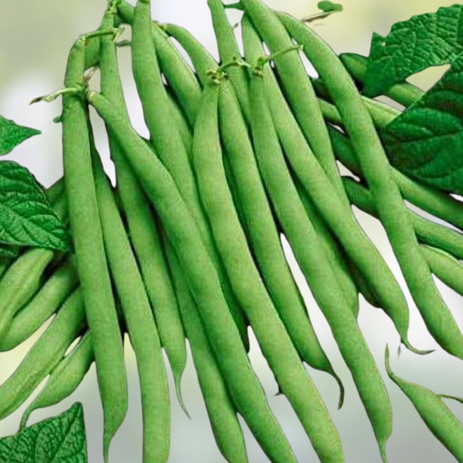 Heirloom Provider Bush Bean Seeds Non-GMO Green Beans Vegetable Garden Planting 20+ Seeds Phaseolus vulgaris