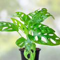 Monstera Adansonii Swiss Cheese Plant Live Indoor Houseplant 4-inch Pot Tropical Foliage for Home Decor