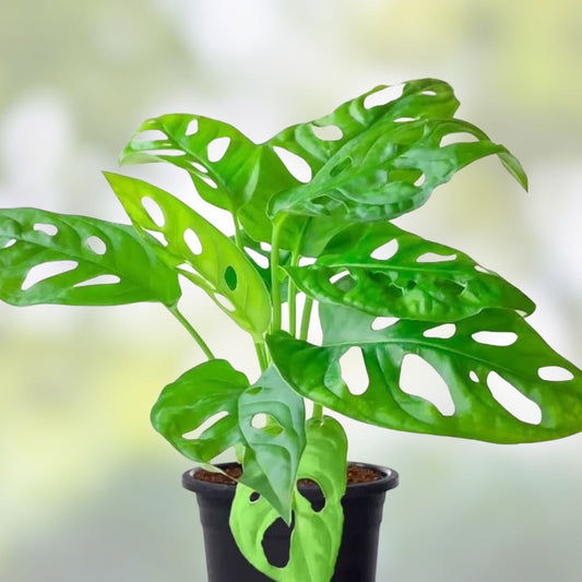 Monstera Adansonii Swiss Cheese Plant Live Indoor Houseplant 4-inch Pot Tropical Foliage for Home Decor