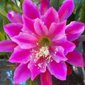 Epiphyllum Orchid Cactus Cutting 8" Live Plant Succulent Purple Flowering Houseplant