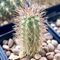Borzicactus 2 Rooted Plants in 1 Pot | Unique Cactus for Indoor Outdoor Decor | Bloom Haven Nursery
