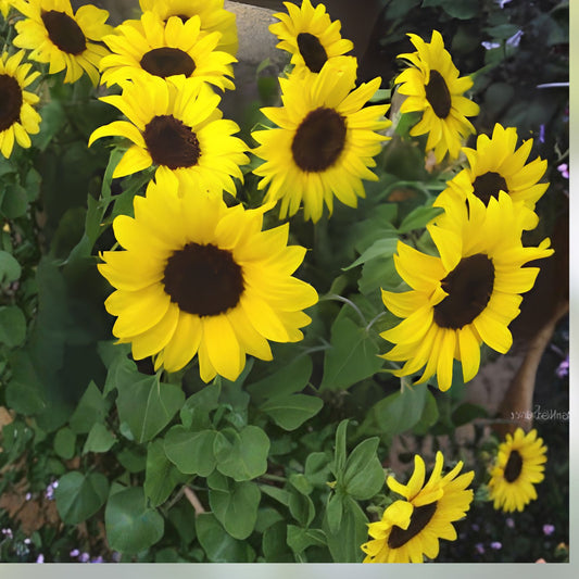 Lemon Queen Sunflower Seeds 100 Count - Helianthus annuus - Bright Yellow Flowers for Garden Planting and Displays