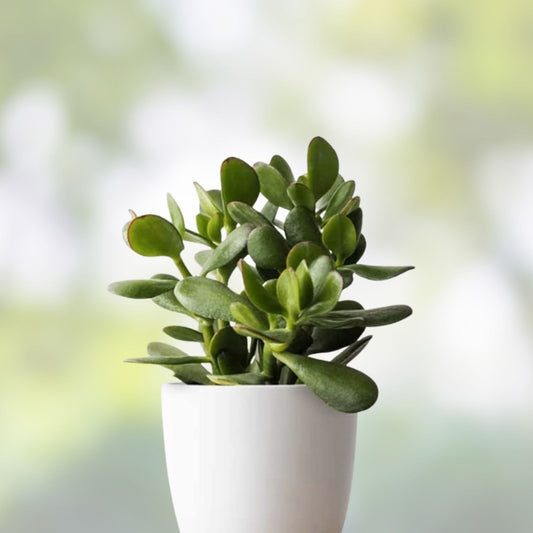 Jade Plant Cuttings 2 Pack 3-5" Crassula ovata Succulent Starter Plants for Home Decor Gardening