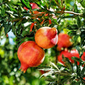 Pomegranate Tree Cuttings Punica granatum Sweet Fruit Live Plant Starter Bare Root 3 Pack